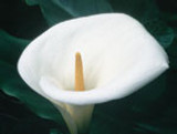 FES Calla Lily - 1/4oz