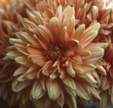 FES Chrysanthemum - 1/4oz