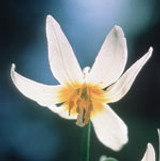 FES Fawn Lily - 1/4oz