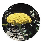 FES Golden Yarrow - 1/4oz