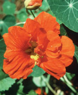 FES Nasturtium - 1/4oz