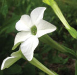 FES Nicotiana - 1/4oz