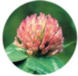 FES Red Clover - 1/4oz