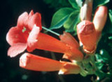 FES Trumpet Vine - 1/4oz