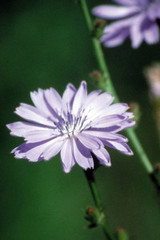 Bach Chicory - 1/4oz