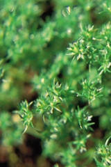 Bach Scleranthus - 1/4oz