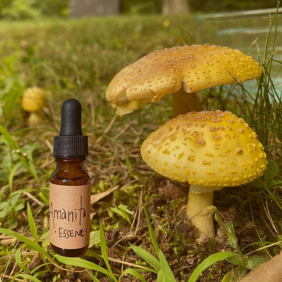 Amanita flower essence