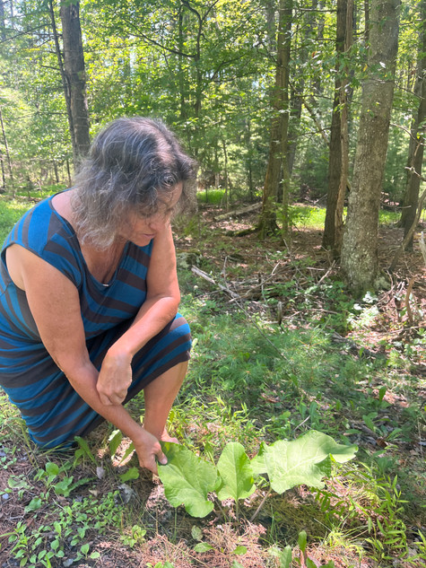 Plant Identification and Foraging Walk - Saturday, April 25th