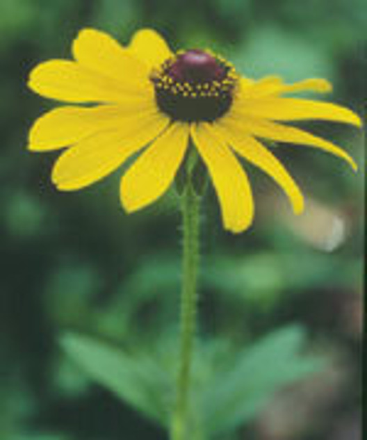 FES Black-eyed Susan - 1/4oz