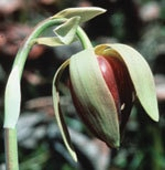 FES California Pitcher Plant - 1/4oz