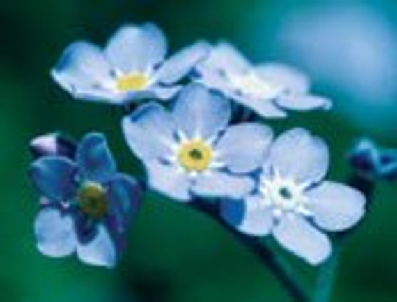 FES Forget-Me-Not - 1/4oz