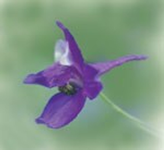 FES Larkspur - 1/4oz