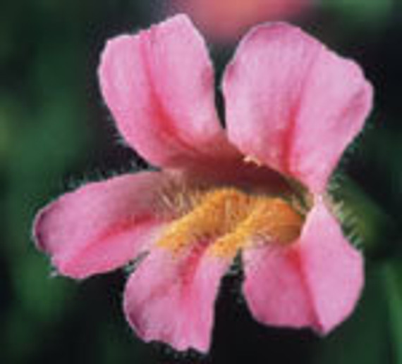 FES Pink Monkeyflower - 1/4oz