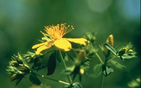 FES Saint John's Wort - 1/4oz