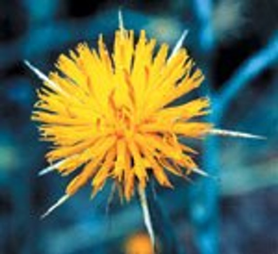 FES Star Thistle - 1/4oz