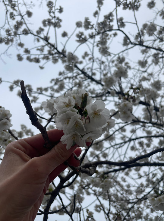 SPRING MEDICINE MAKING CIRCLE: A 6-Week Medicine Making Intensive