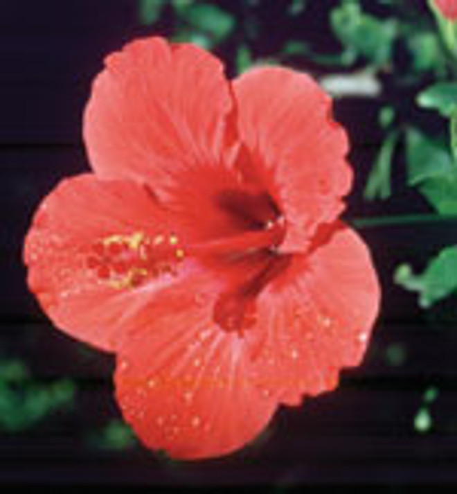 FES Hibiscus - 1/4oz