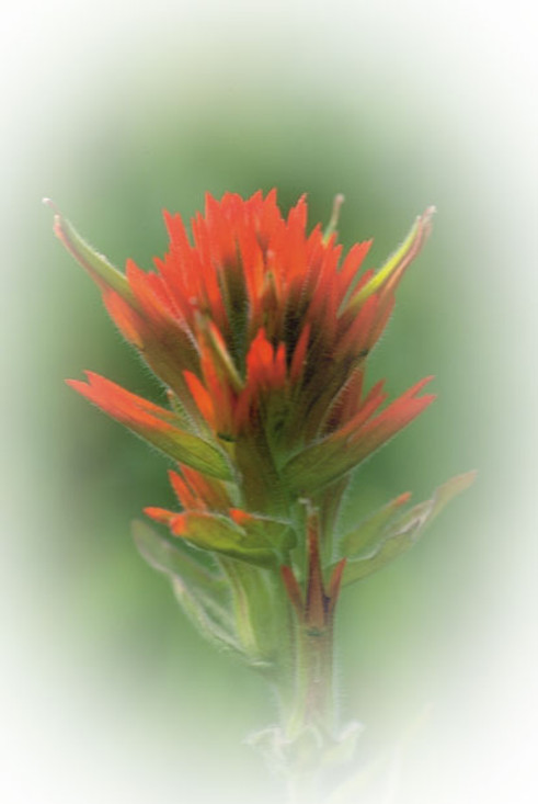 FES Indian Paintbrush - 1/4oz