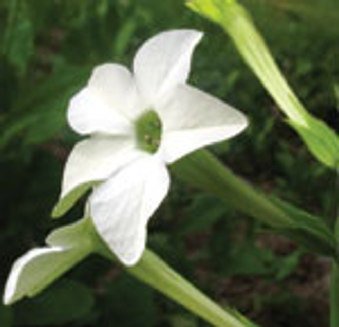 FES Nicotiana - 1/4oz