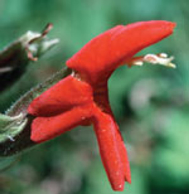 FES Scarlet Monkeyflower - 1/4oz