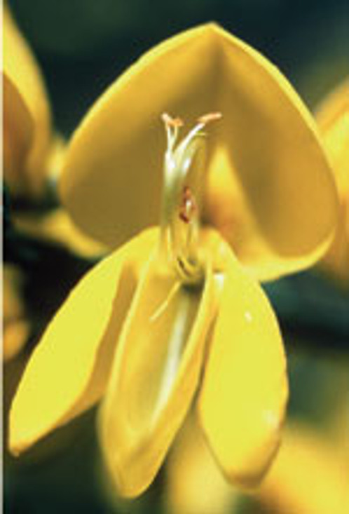 FES Scotch Broom - 1/4oz