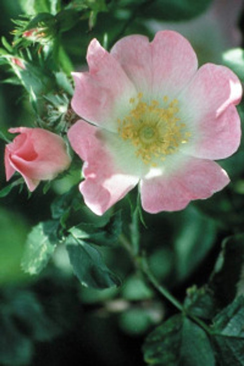 Bach Wild Rose - 1/4oz