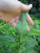 Herbal Day in the Catskills - Saturday, June 27th