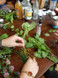 Herbal Day in the Catskills - Saturday, June 27th