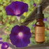 Morning Glory flower essence