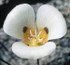 FES Mariposa Lily - 1/4oz