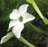 FES Nicotiana - 1/4oz