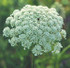 FES Queen Anne's Lace - 1/4oz