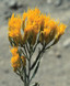 FES Rabbitbrush - 1/4oz