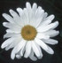 FES Shasta Daisy - 1/4oz