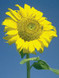 FES Sunflower - 1/4oz