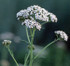 FES Yarrow - 1/4oz