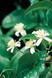 Bach Clematis - 1/4oz