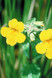 Bach Mimulus - 1/4oz