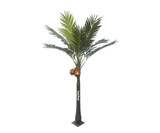 Palm Tree Palm Tree