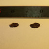 HfSe2 Crystal - Hafnium Diselenide
