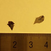 PbSnS2 Crystal
