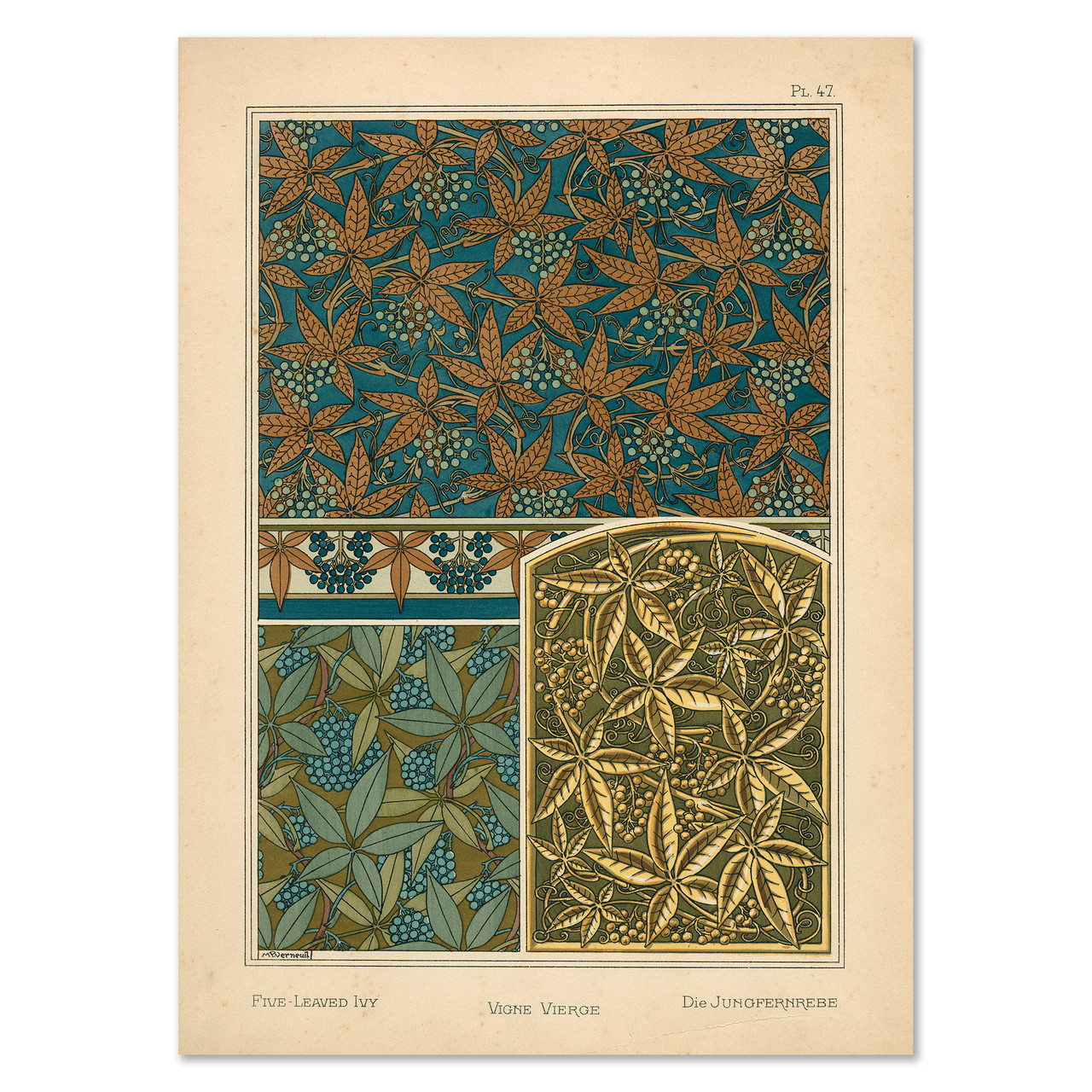 Vigne Vierge, Pl. 47
