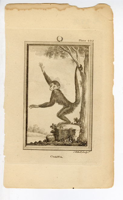 Lot of 8 Early 19th Century Primate Copper Plate Engravings (SOLD)