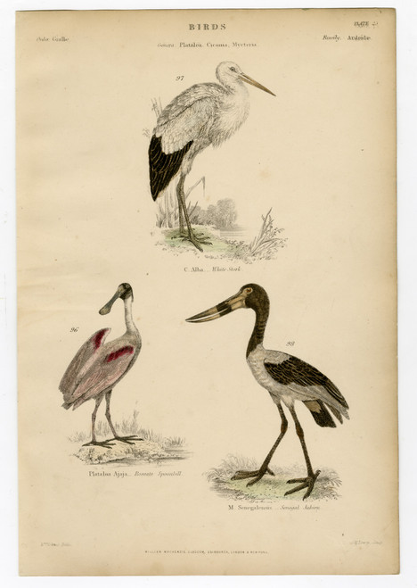 19th Century Hand-Colored Engraving of Birds, Plate 23 (SOLD)