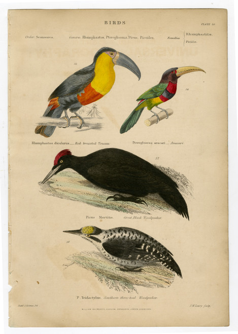 19th Century Hand-Colored Engraving of Birds, Plate 16 (SOLD)