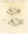"Redtail Filefish" French Sketch Study Circa 1970 (SOLD)