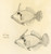 "Redtail Filefish" French Sketch Study Circa 1970 (SOLD)