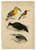 19th Century Hand-Colored Engraving of Birds, Plate 16 (SOLD)