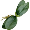 9" Silk Phalaenopsis Orchid Base Leaves with Air Roots