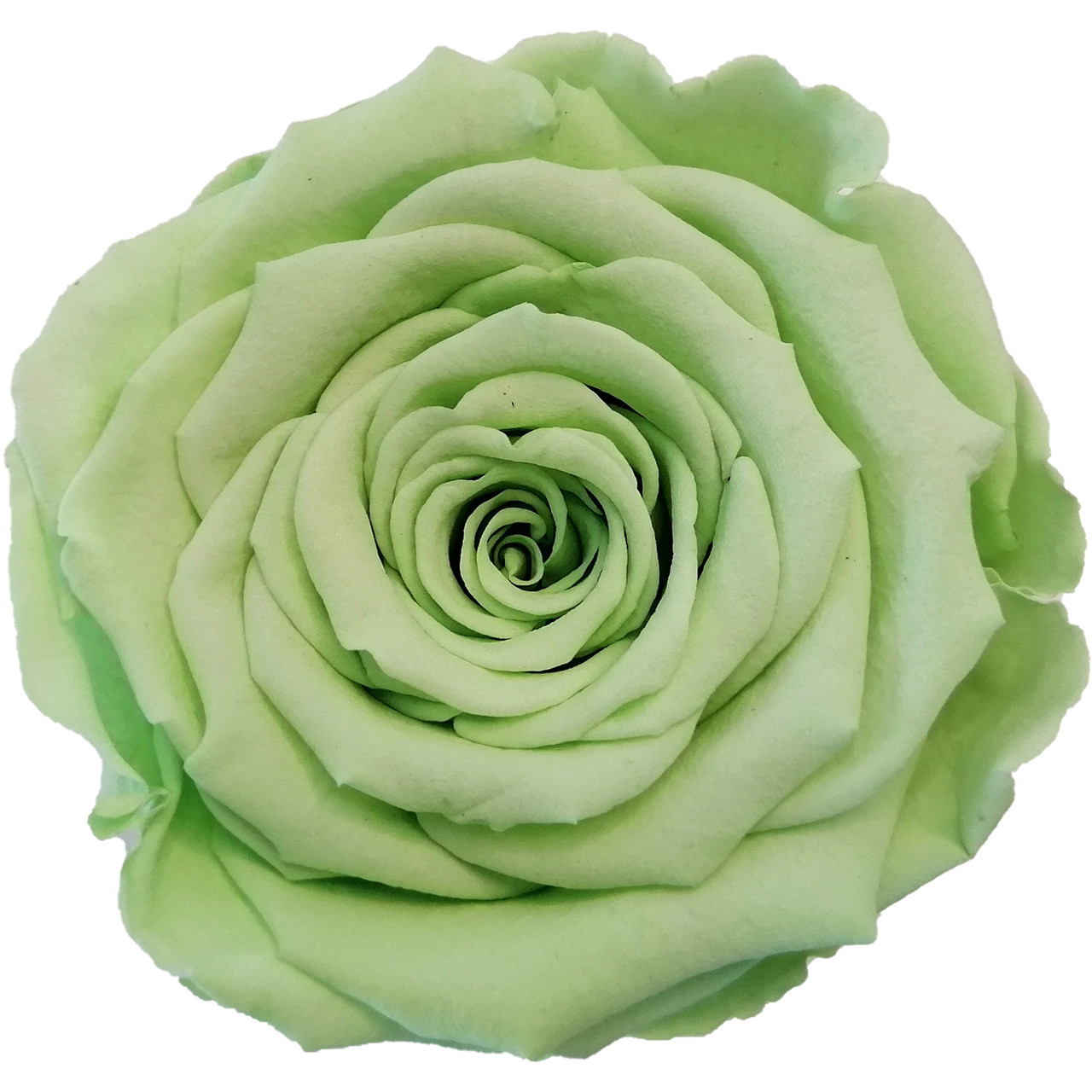 XL Premium Preserved Roses Green 6 Pack LO Florist Supplies